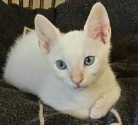 Neko Neko