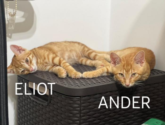 Eliot (Ahora CALI)