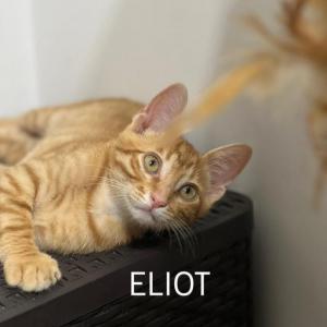 Eliot