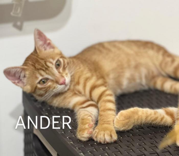 Ander (Ahora DANTE)