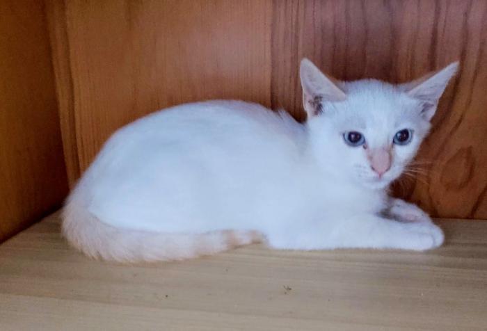 Zeus  (NO en adopción)