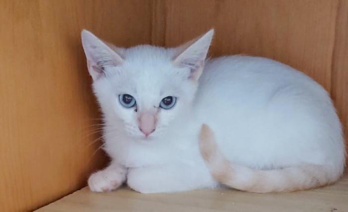 Zeus  (NO en adopción)