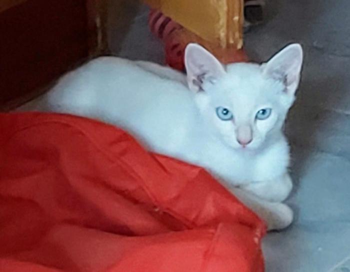 Zeus  (NO en adopción)