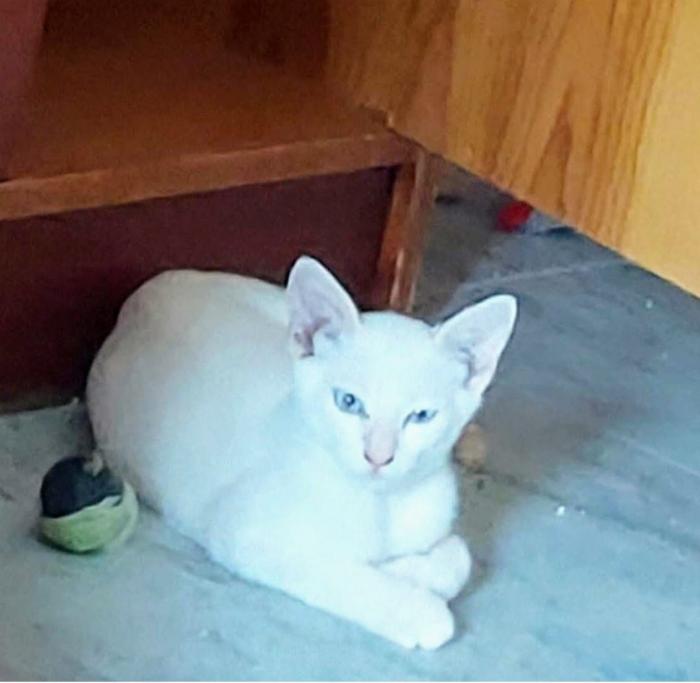 Zeus  (NO en adopción)