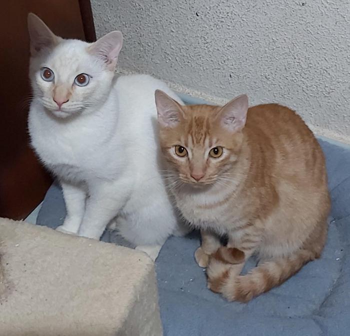 Zeus  (NO en adopci&oacute;n)