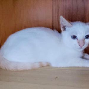 Zeus  (NO en adopcin)
