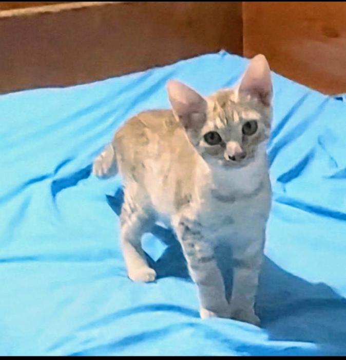Robin (NO en adopción)