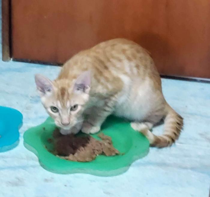 Robin (NO en adopción)