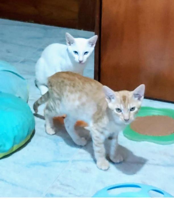 Robin (NO en adopción)
