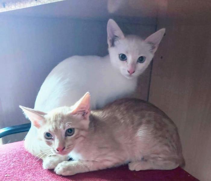 Robin (NO en adopción)
