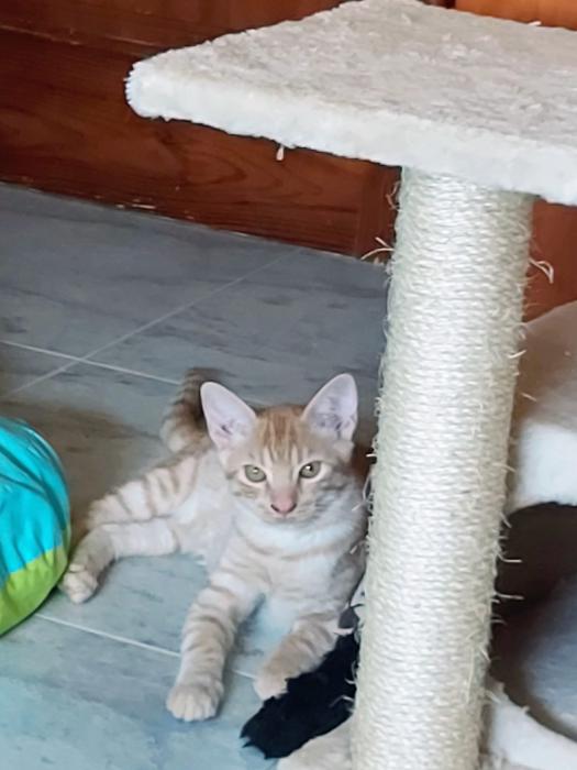 Robin (NO en adopción) Robin (NO en adopción)