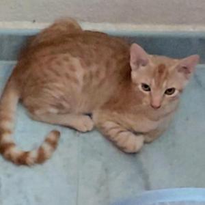 Robin (NO en adopcin)